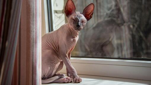 Raza de gato Sphynx de pie en la ventana