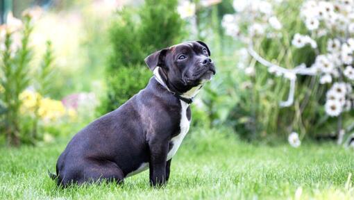 Perros Stafford Shire Bull Terrier sentados en el césped