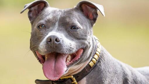 Stafford Shire Bull Terrier con la lengua fuera