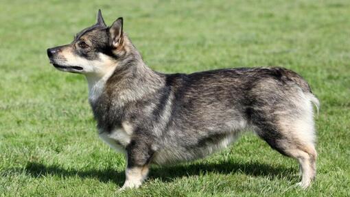 Vallhund Sueco de pie sobre el césped