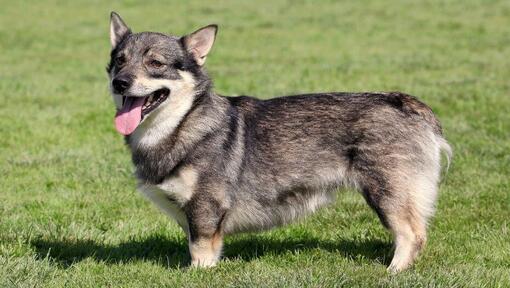 Vallhund Sueco de pie sobre el césped y sonriendo