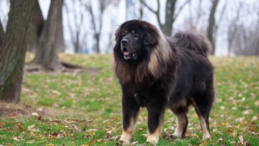 Mastín Tibetano oscuro en el bosque