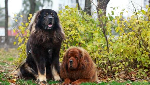 Mastines Tibetanos marrones y negros en el parque