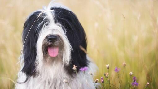 Raza de perro Terrier Tibetano jugando en el campo