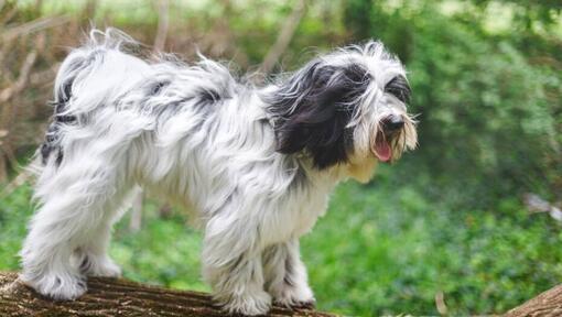 Terrier Tibetano jugando en el bosque