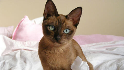 Gato Tonquinés sentado en la cama