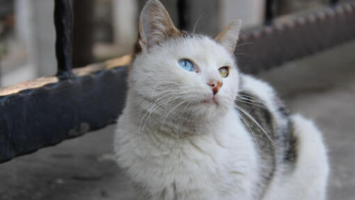 Gato Van Turco sentado en el balcón