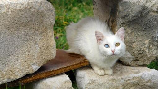 Gato Van Turco sentado en el jardín