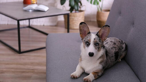 Raza de perro Corgi Galés acostado en el sofá