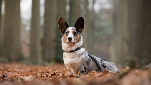 Raza de perro Corgi Galés de pie en el bosque