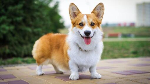 Corgi Galés de pie y mirando hacia adelante