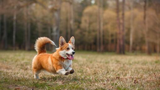 Raza de perro Corgi Galés corriendo en el bosque