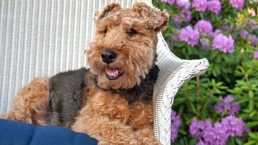 Welsh Terrier recostado en una silla