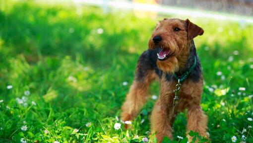 Terrier Galés de pie en el campo con hierba verde