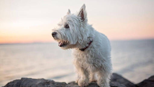West Highland White Terrier sentado cerca del agua