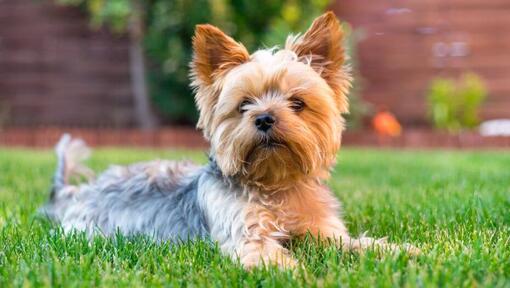 Raza de perro Yorkshire Terrier tumbado en la hierba