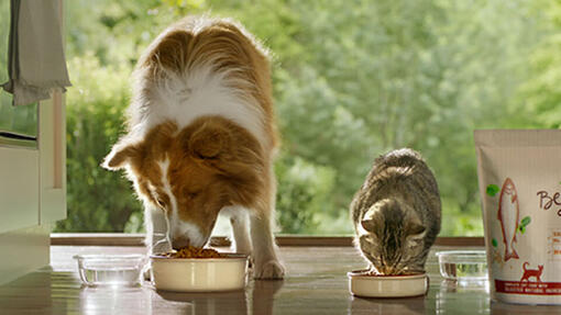 Beyond Perro y Gato