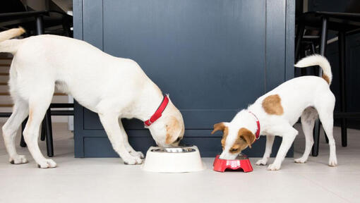 Perros comiendo de cuencos