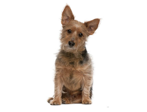 Terrier australiano