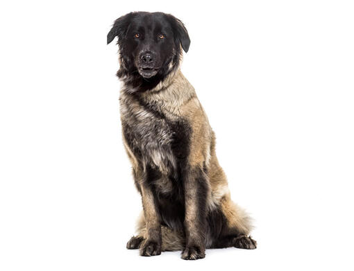 Perro Serra da Estrela
