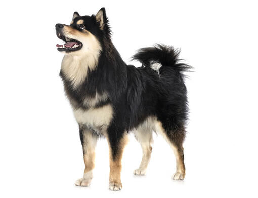 Perro finlandés de Laponia