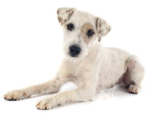 Parson jack russell terrier (de pelo corto/suave)