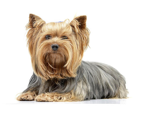 Información sobre la raza de perro Yorkshire Terrier |