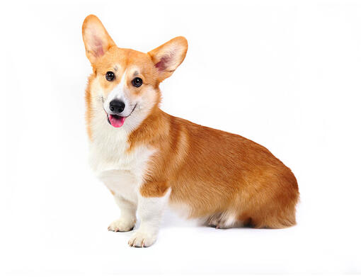 Corgi galés de Pembroke