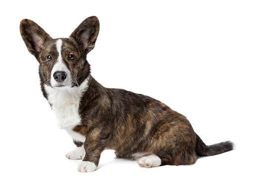 Corgi galés de Cardigan (de pelo medio/largo)