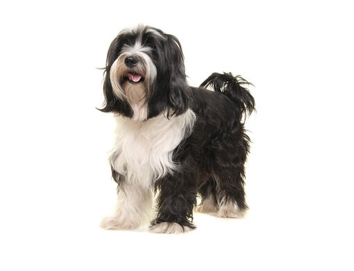 Terrier tibetano