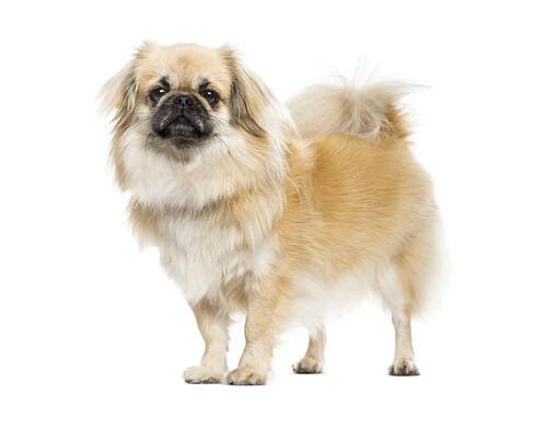 Spaniel tibetano