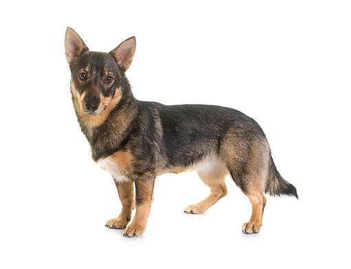 Vallhund sueco