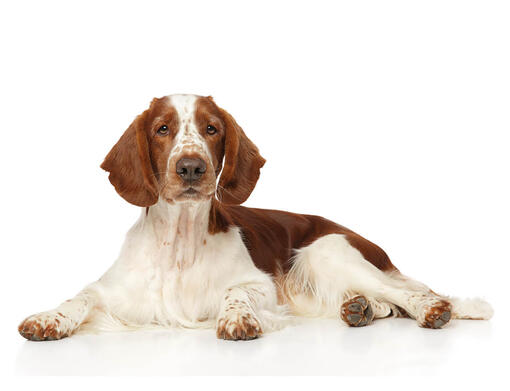 Springer Spaniel galés