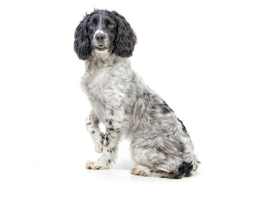 Springer Spaniel inglés