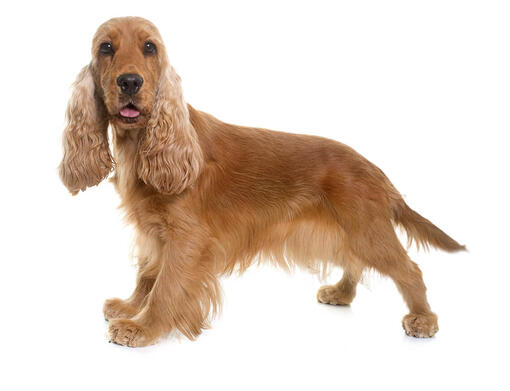 Cocker Spaniel inglés