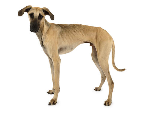 Sloughi (galgo árabe)