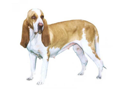 Sabueso italiano (de pelo corto y suave)