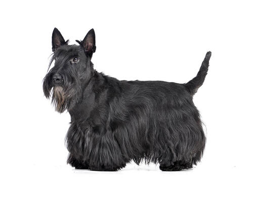 Terrier escocés (scottish terrier)