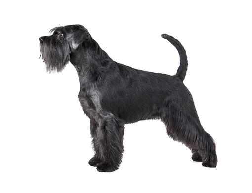 Schnauzer estándar