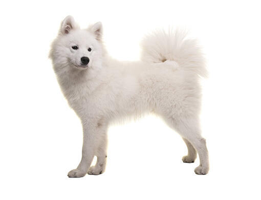 Samoyedo