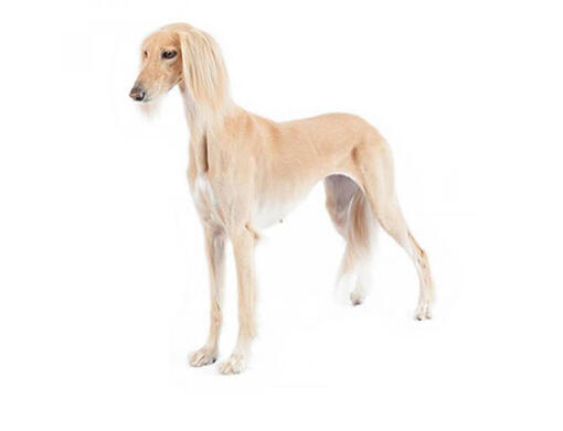 Saluki (galgo persa)