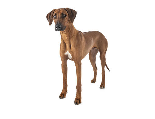 Crestado rodesiano (rhodesian ridgeback)