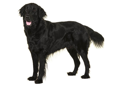 Retriever de pelo liso