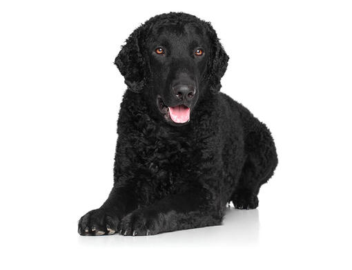 Retriever de pelo rizado