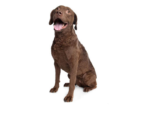 Retriever de Chesapeake