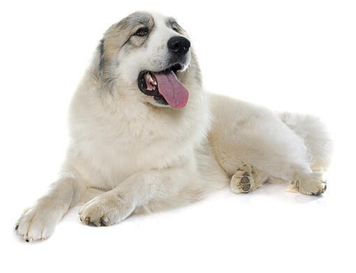 Perro de montaña de los Pirineos