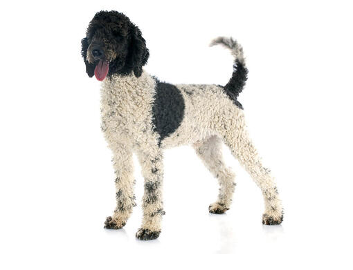 Perro de agua portugués