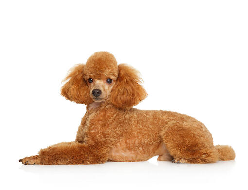 Caniche enano
