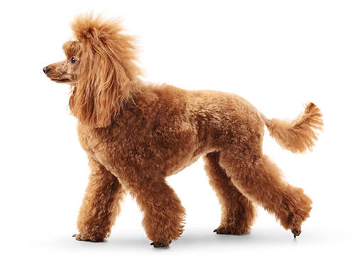Caniche grande