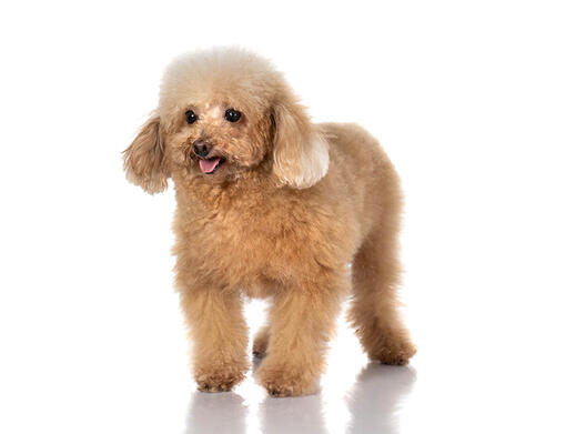 Información la raza de perro Caniche toy Purina ®
